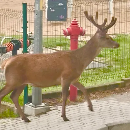 Krolewna Sniezka Ii شقة *