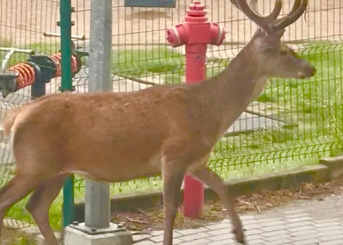 Krolewna Sniezka Ii Apartment *